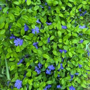 Bundle for lucidaurora